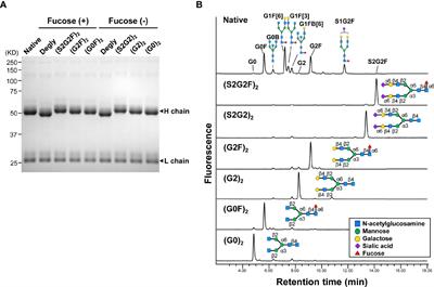 Enhanced Immunomodulatory Effect of Intravenous Immunoglobulin by Fc Galactosylation and Nonfucosylation